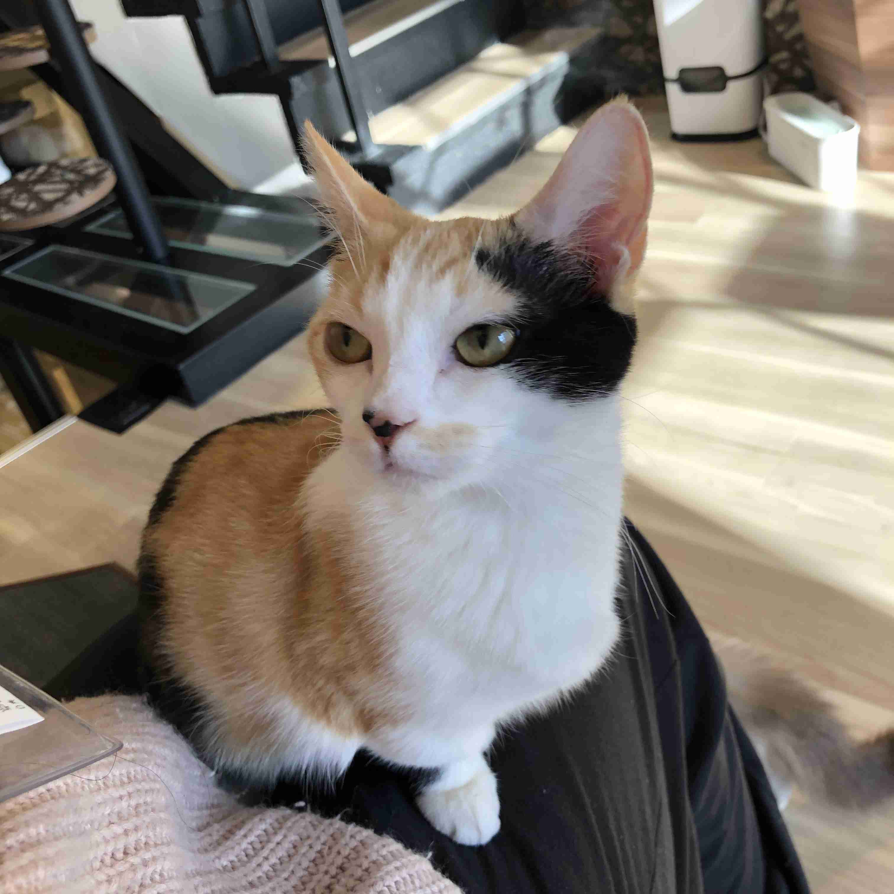 がるちゃん猫カフェ75号店開店しました♪(初めての方も大歓迎♪)
