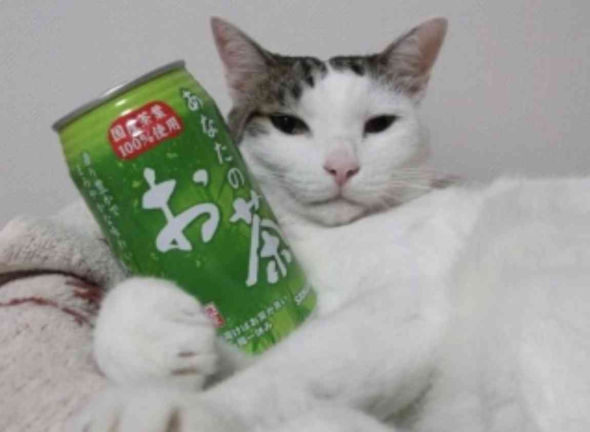 がるちゃん猫カフェ75号店開店しました♪(初めての方も大歓迎♪)