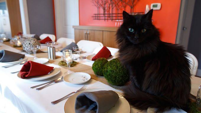 がるちゃん猫カフェ75号店開店しました♪(初めての方も大歓迎♪)