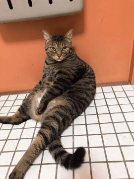 がるちゃん猫カフェ75号店開店しました♪(初めての方も大歓迎♪)