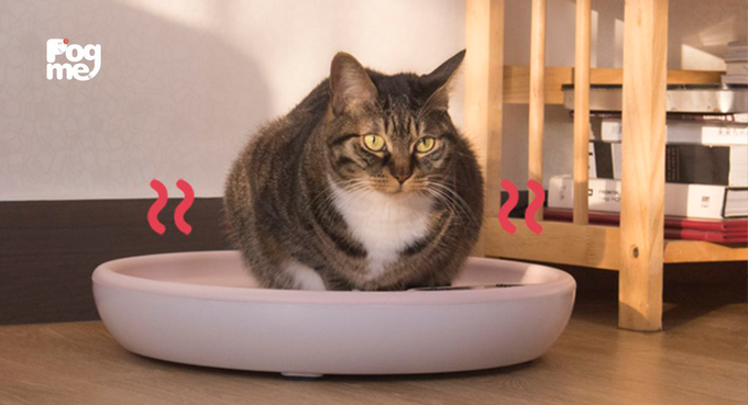 がるちゃん猫カフェ75号店開店しました♪(初めての方も大歓迎♪)