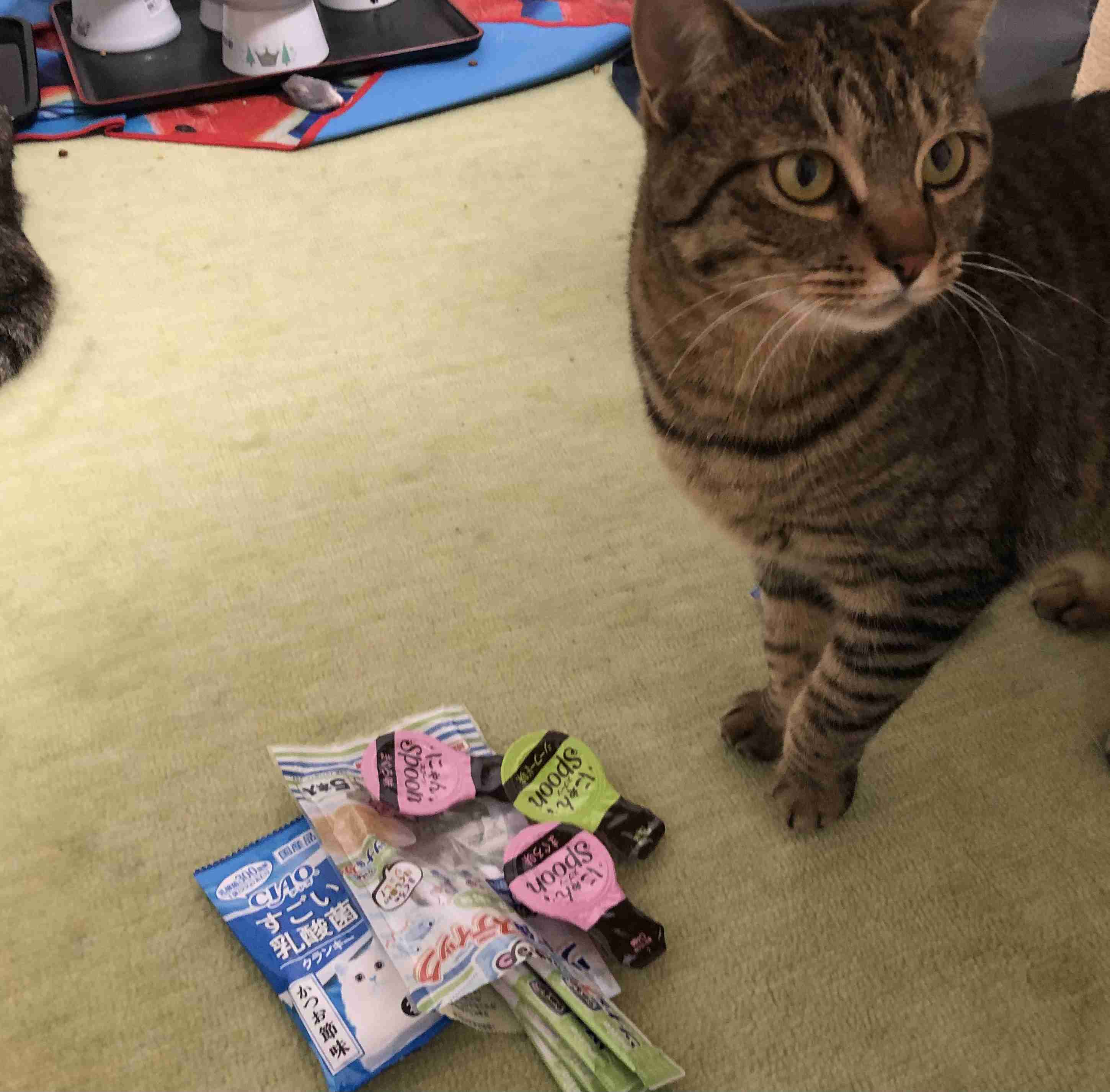 がるちゃん猫カフェ75号店開店しました♪(初めての方も大歓迎♪)