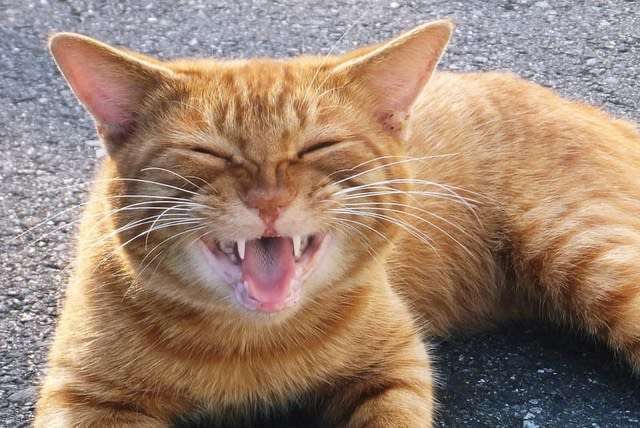がるちゃん猫カフェ75号店開店しました♪(初めての方も大歓迎♪)