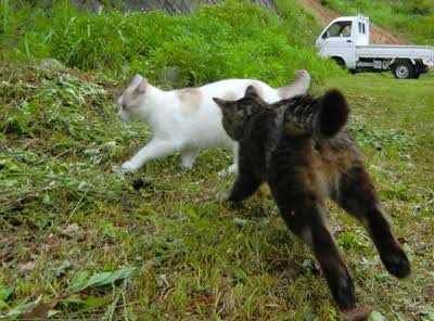 がるちゃん猫カフェ75号店開店しました♪(初めての方も大歓迎♪)