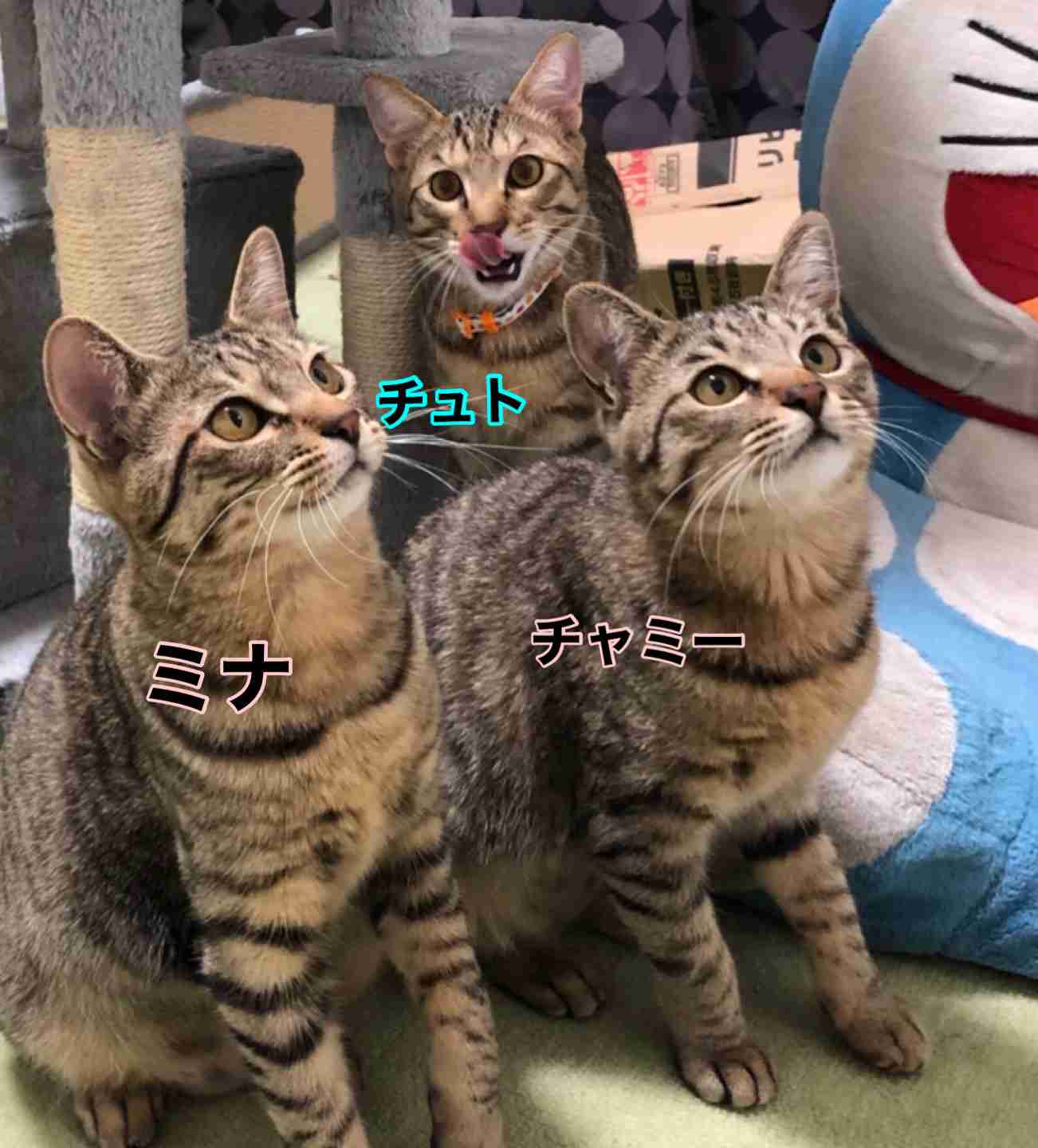 がるちゃん猫カフェ75号店開店しました♪(初めての方も大歓迎♪)