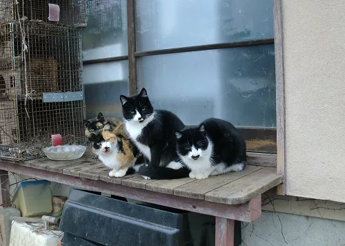 がるちゃん猫カフェ75号店開店しました♪(初めての方も大歓迎♪)
