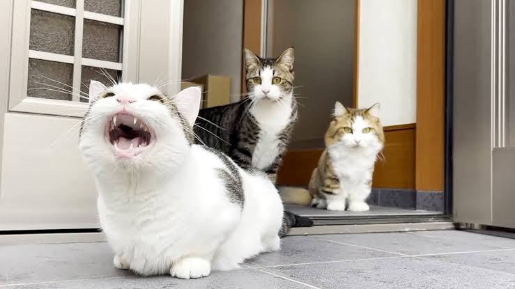 がるちゃん猫カフェ75号店開店しました♪(初めての方も大歓迎♪)