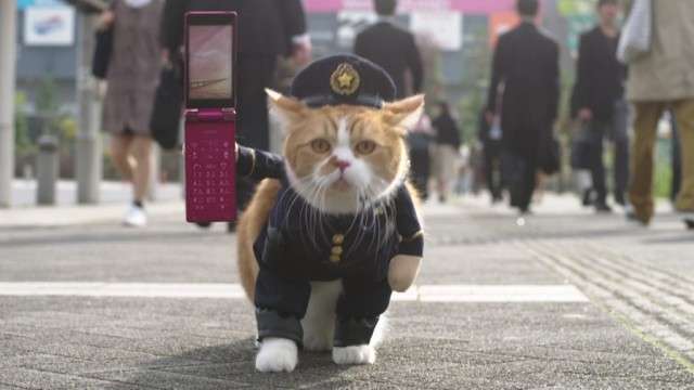 がるちゃん猫カフェ75号店開店しました♪(初めての方も大歓迎♪)