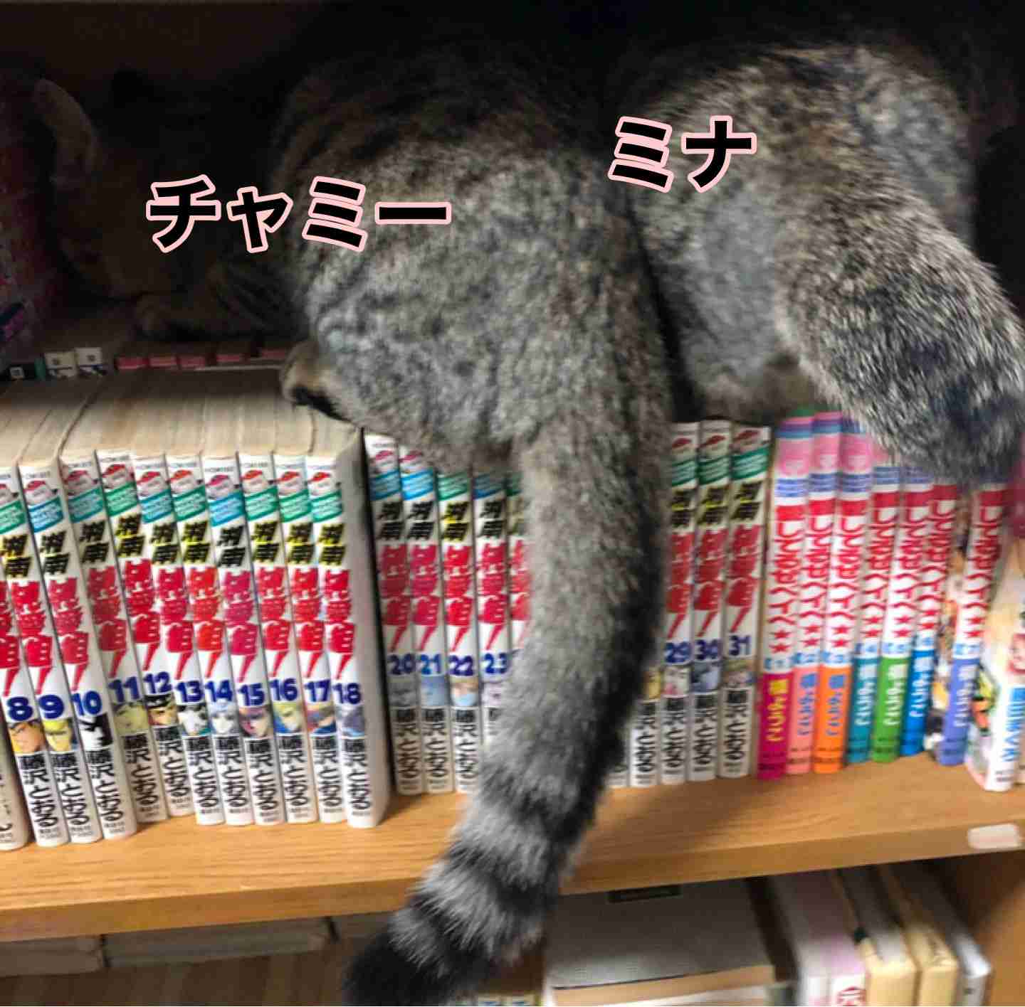 がるちゃん猫カフェ75号店開店しました♪(初めての方も大歓迎♪)