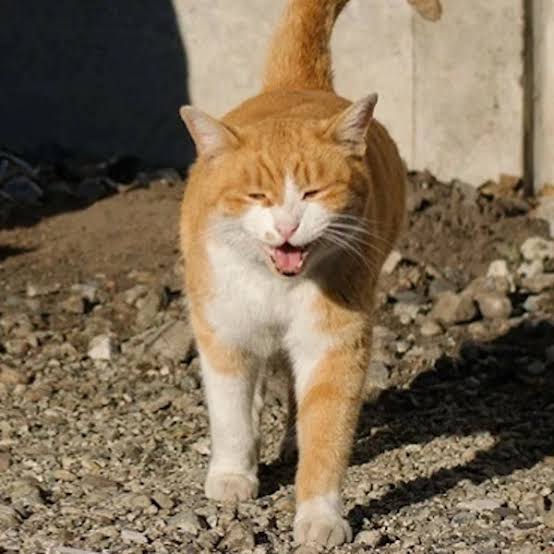 がるちゃん猫カフェ75号店開店しました♪(初めての方も大歓迎♪)