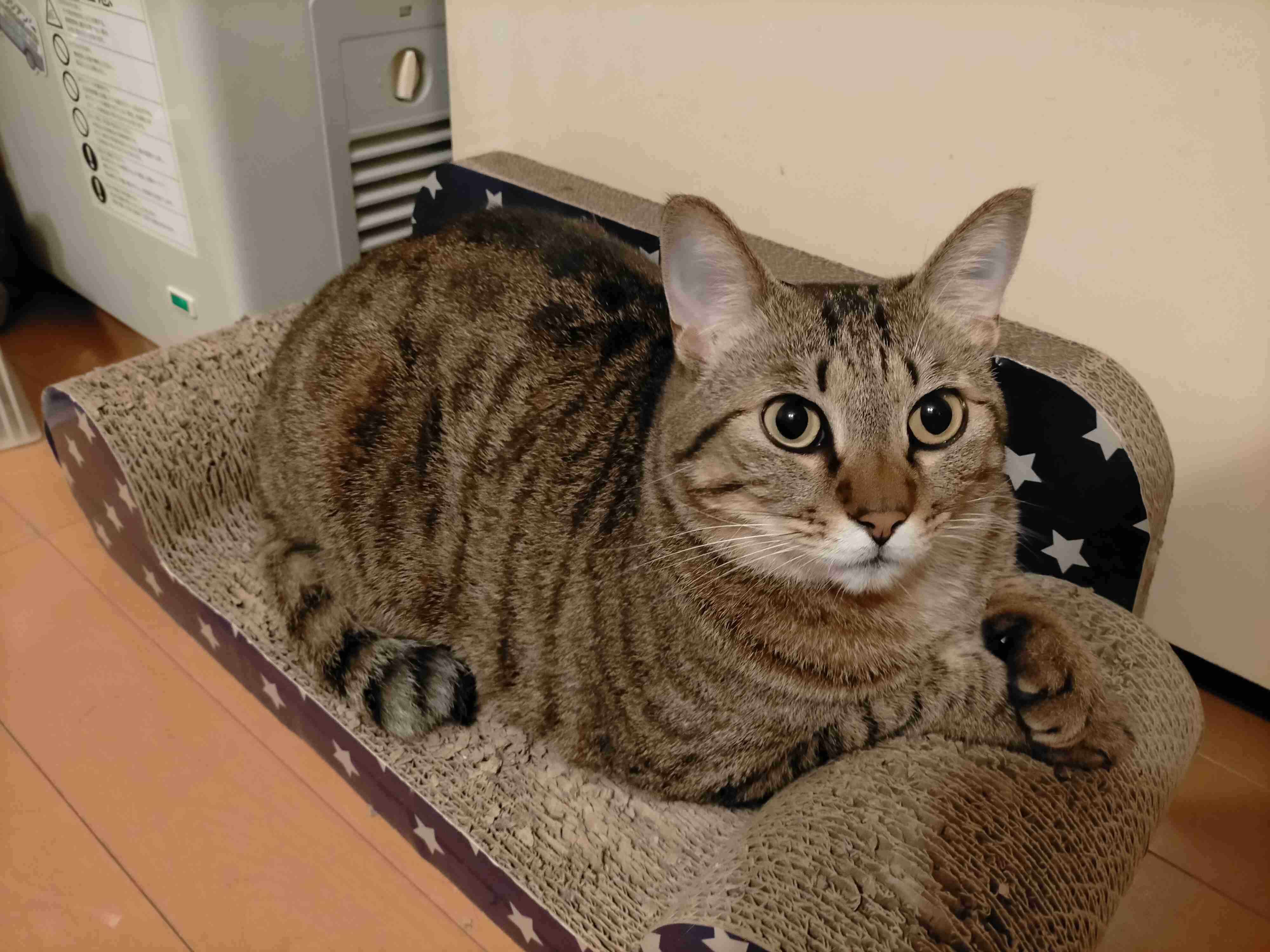 がるちゃん猫カフェ75号店開店しました♪(初めての方も大歓迎♪)
