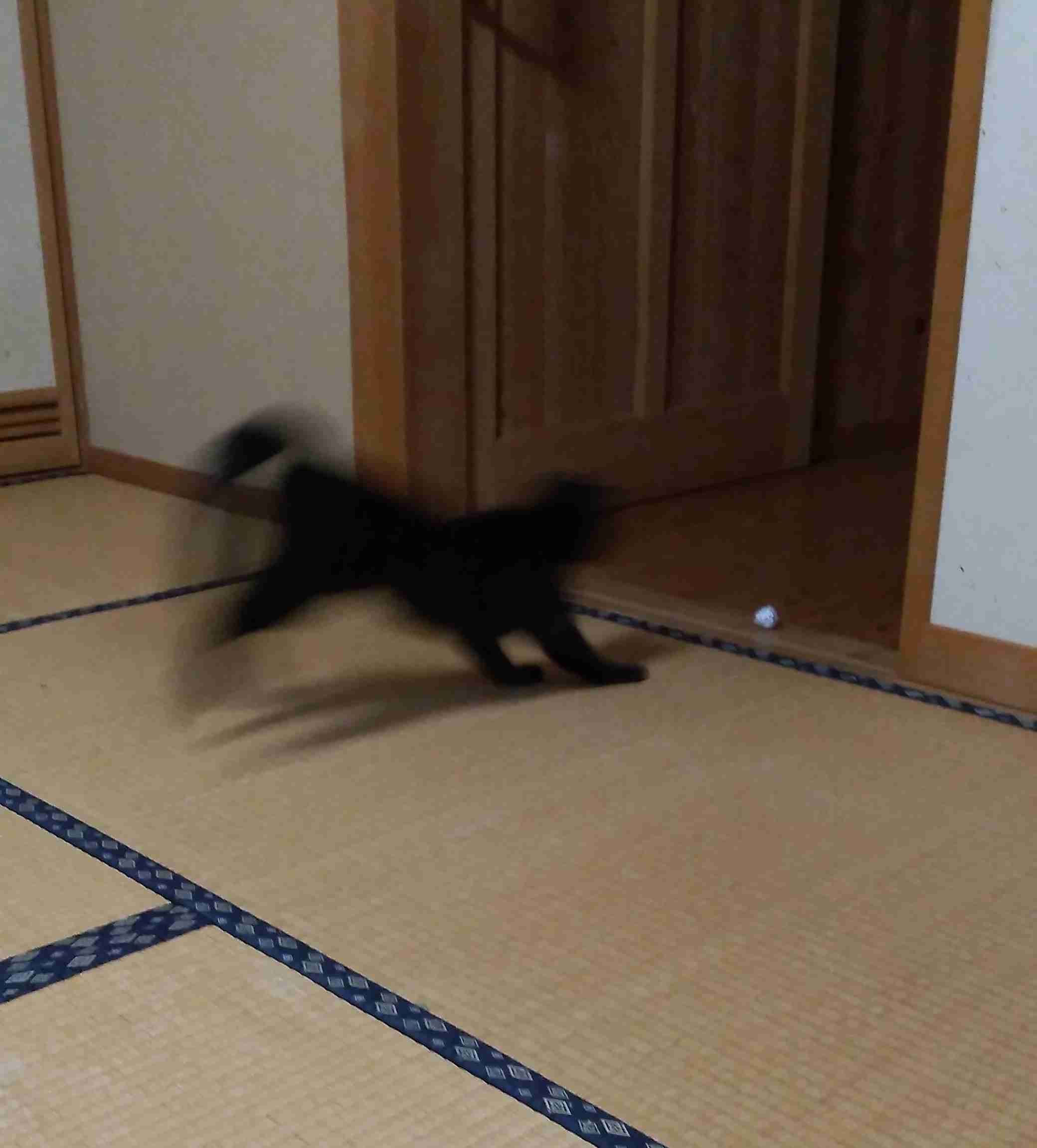 がるちゃん猫カフェ75号店開店しました♪(初めての方も大歓迎♪)