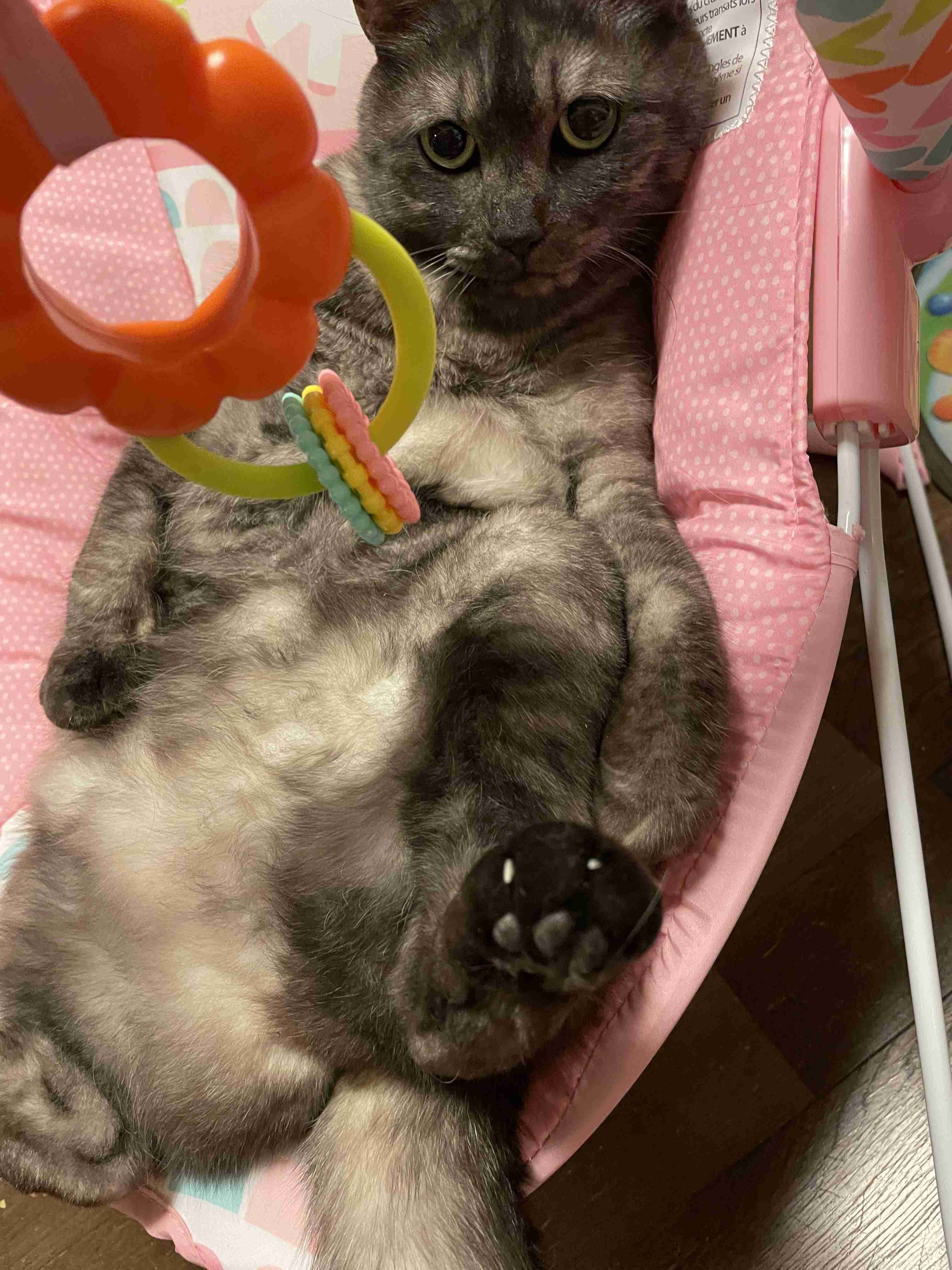 がるちゃん猫カフェ75号店開店しました♪(初めての方も大歓迎♪)