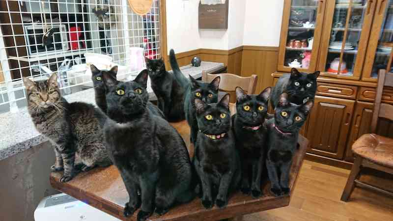 がるちゃん猫カフェ75号店開店しました♪(初めての方も大歓迎♪)