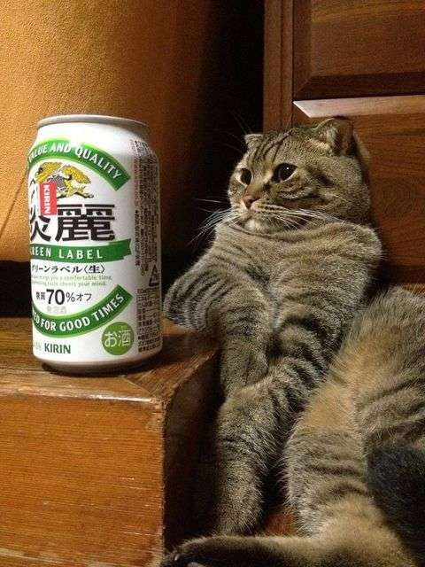 がるちゃん猫カフェ75号店開店しました♪(初めての方も大歓迎♪)