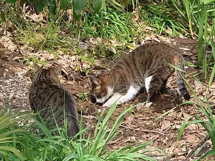 がるちゃん猫カフェ75号店開店しました♪(初めての方も大歓迎♪)