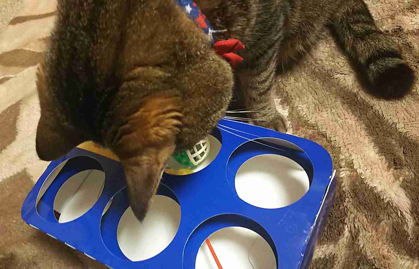 がるちゃん猫カフェ75号店開店しました♪(初めての方も大歓迎♪)