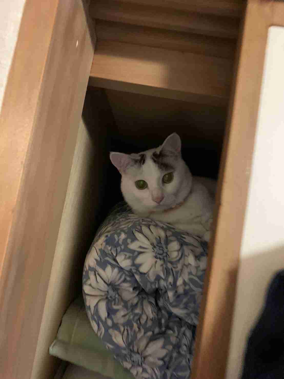 がるちゃん猫カフェ75号店開店しました♪(初めての方も大歓迎♪)