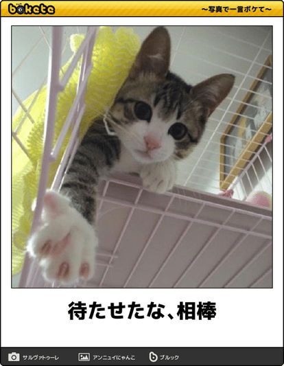 がるちゃん猫カフェ75号店開店しました♪(初めての方も大歓迎♪)