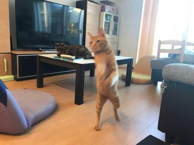 がるちゃん猫カフェ75号店開店しました♪(初めての方も大歓迎♪)