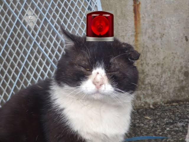 がるちゃん猫カフェ75号店開店しました♪(初めての方も大歓迎♪)