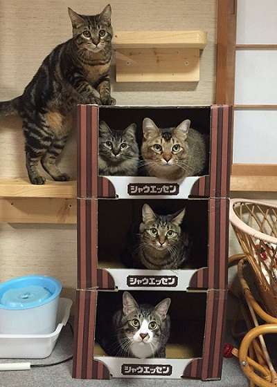 がるちゃん猫カフェ75号店開店しました♪(初めての方も大歓迎♪)