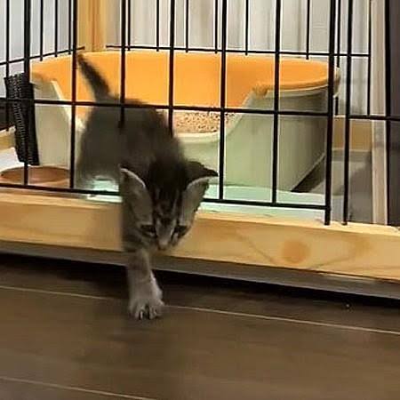 がるちゃん猫カフェ75号店開店しました♪(初めての方も大歓迎♪)