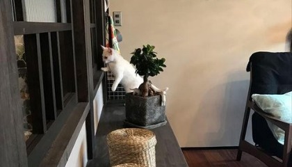 がるちゃん猫カフェ75号店開店しました♪(初めての方も大歓迎♪)