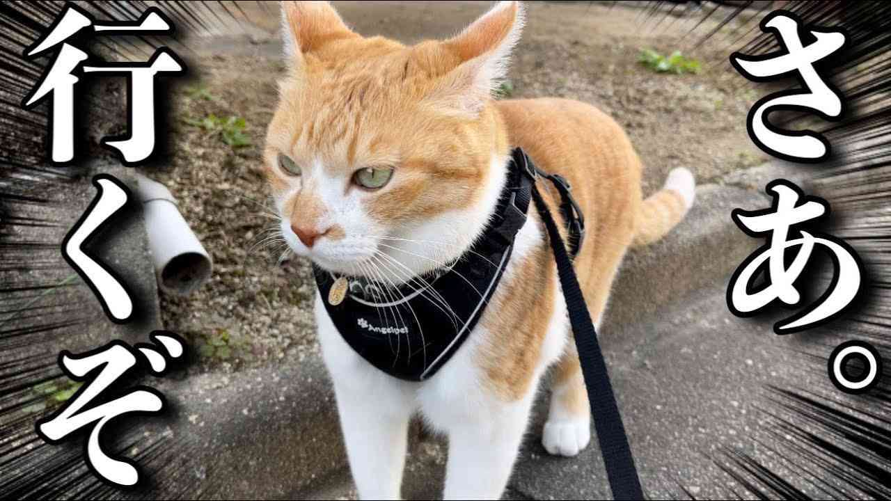 がるちゃん猫カフェ75号店開店しました♪(初めての方も大歓迎♪)