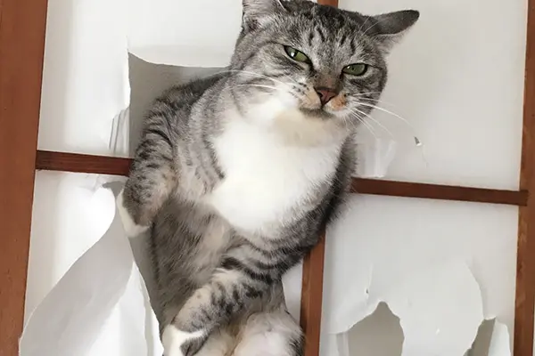 がるちゃん猫カフェ75号店開店しました♪(初めての方も大歓迎♪)