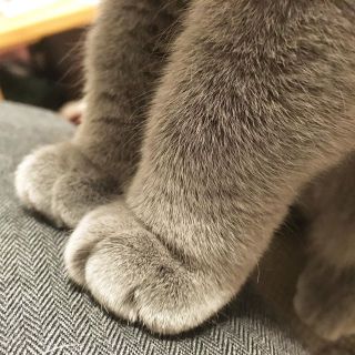 がるちゃん猫カフェ75号店開店しました♪(初めての方も大歓迎♪)