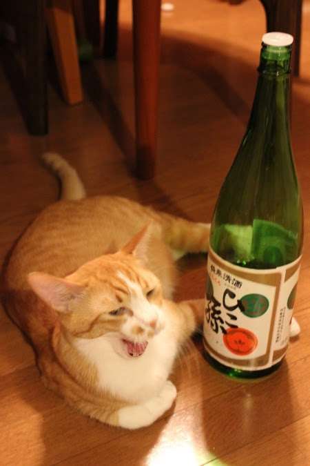 がるちゃん猫カフェ75号店開店しました♪(初めての方も大歓迎♪)