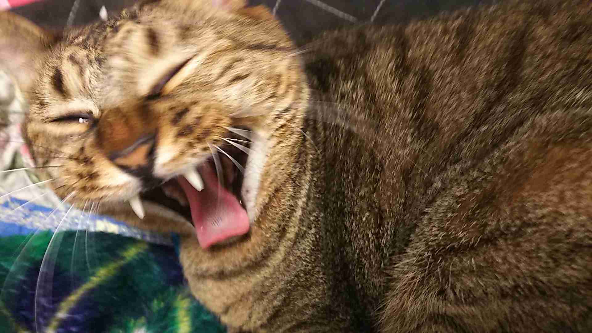がるちゃん猫カフェ75号店開店しました♪(初めての方も大歓迎♪)