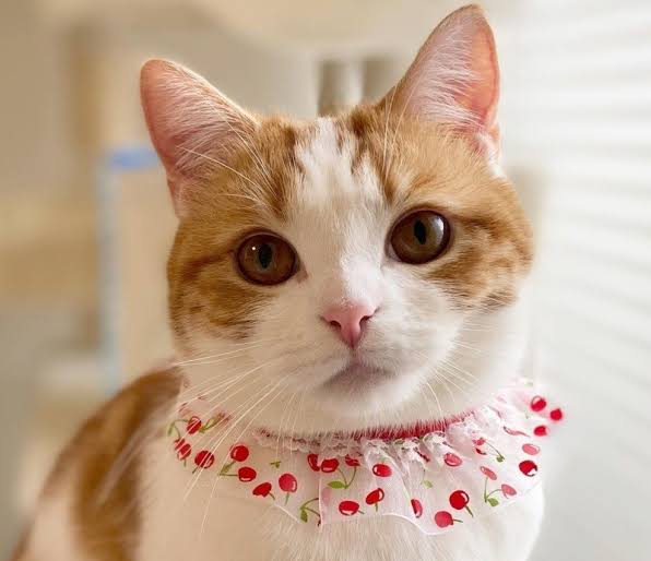 がるちゃん猫カフェ75号店開店しました♪(初めての方も大歓迎♪)