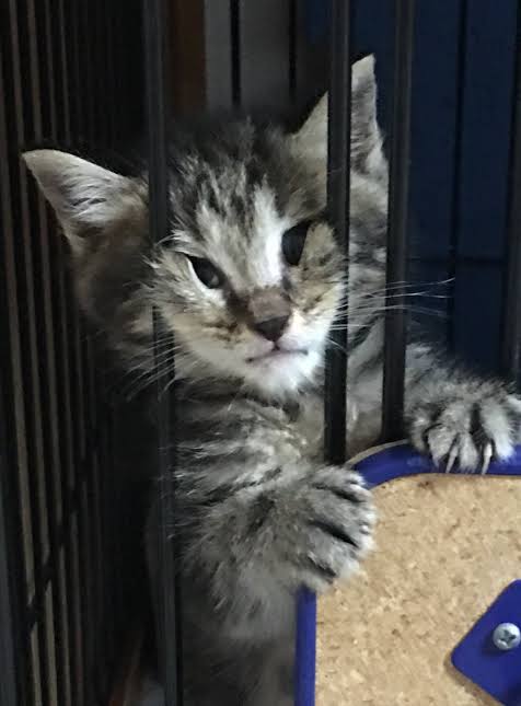 がるちゃん猫カフェ75号店開店しました♪(初めての方も大歓迎♪)