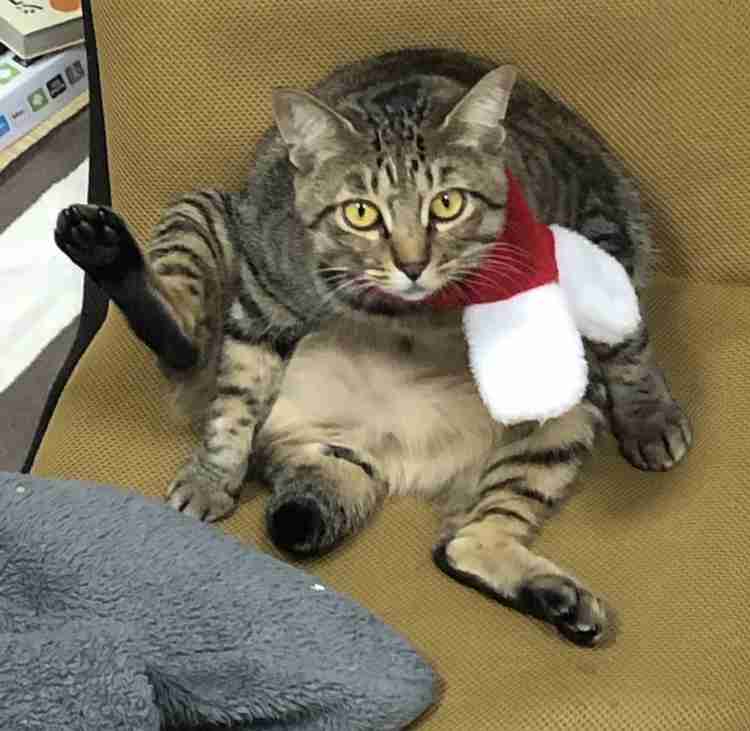 がるちゃん猫カフェ75号店開店しました♪(初めての方も大歓迎♪)