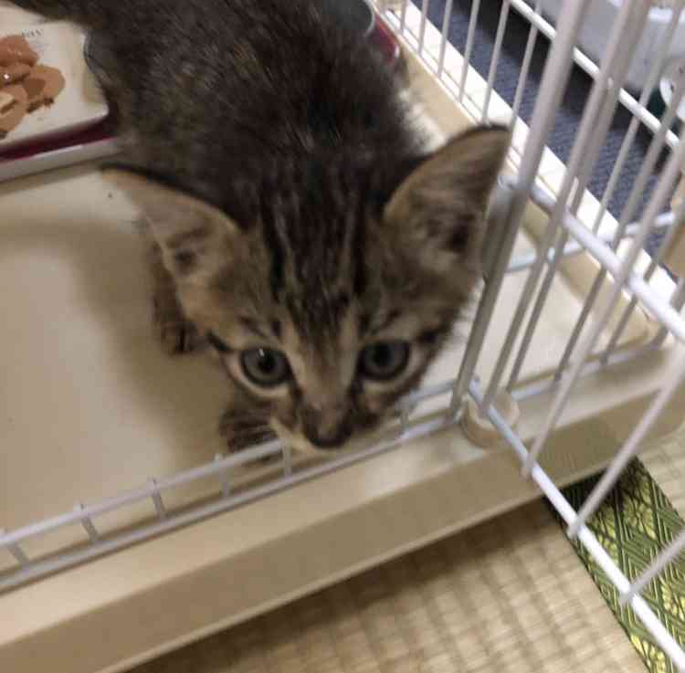 がるちゃん猫カフェ75号店開店しました♪(初めての方も大歓迎♪)