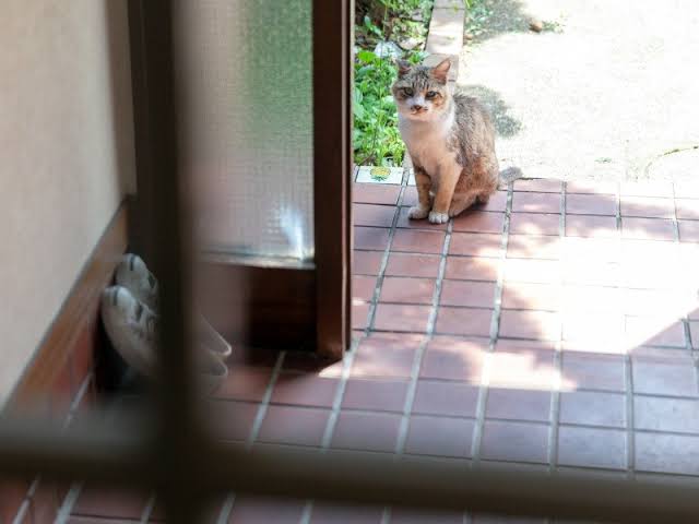 がるちゃん猫カフェ75号店開店しました♪(初めての方も大歓迎♪)