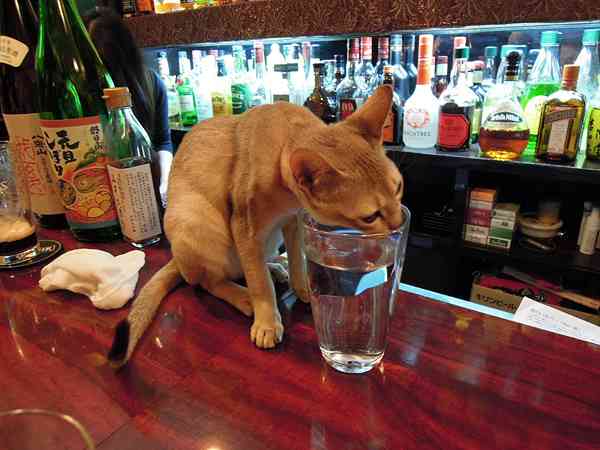 がるちゃん猫カフェ75号店開店しました♪(初めての方も大歓迎♪)