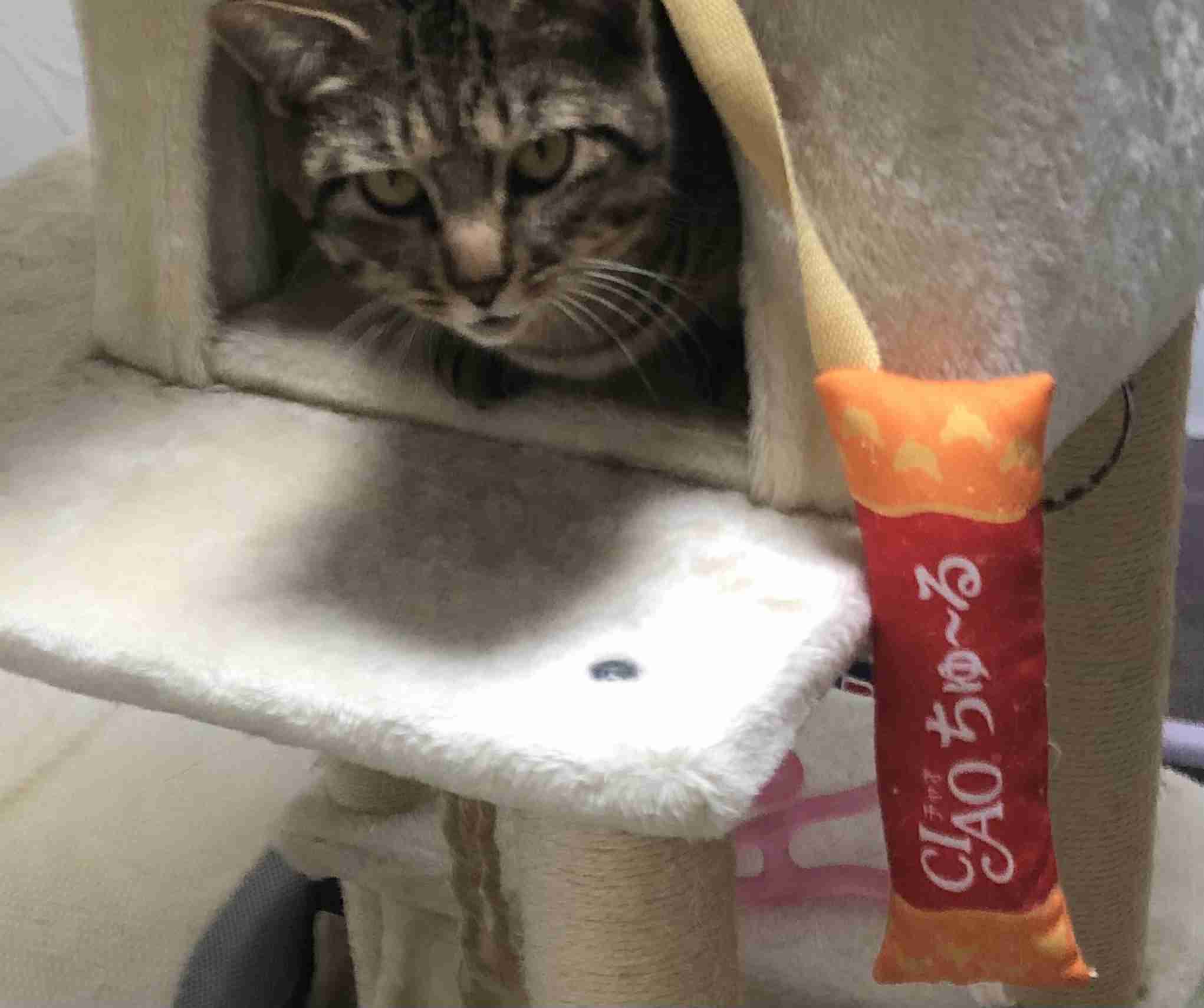 がるちゃん猫カフェ75号店開店しました♪(初めての方も大歓迎♪)