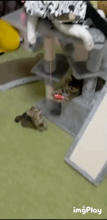 がるちゃん猫カフェ75号店開店しました♪(初めての方も大歓迎♪)
