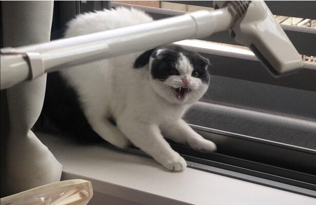 がるちゃん猫カフェ75号店開店しました♪(初めての方も大歓迎♪)