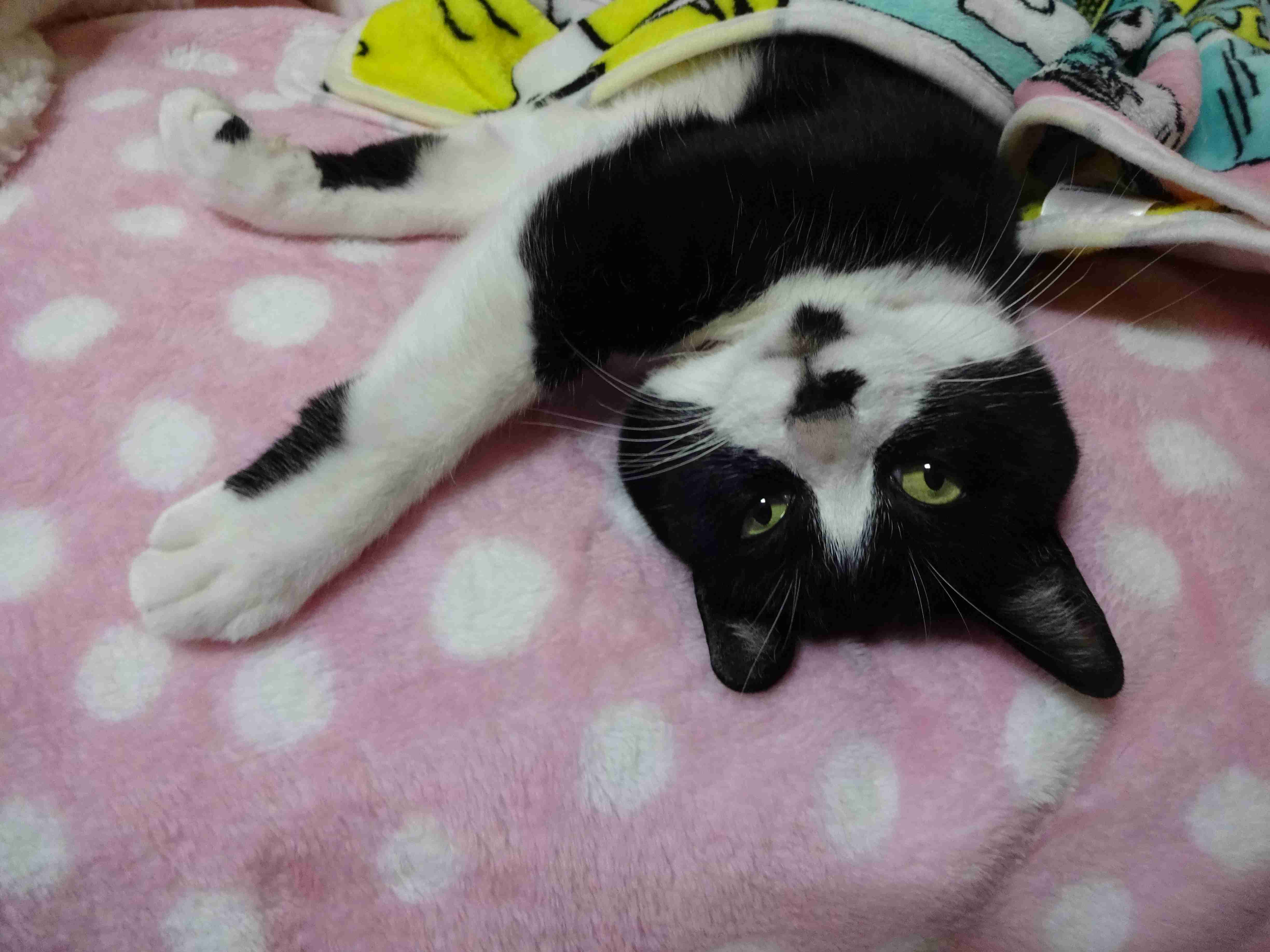 がるちゃん猫カフェ75号店開店しました♪(初めての方も大歓迎♪)
