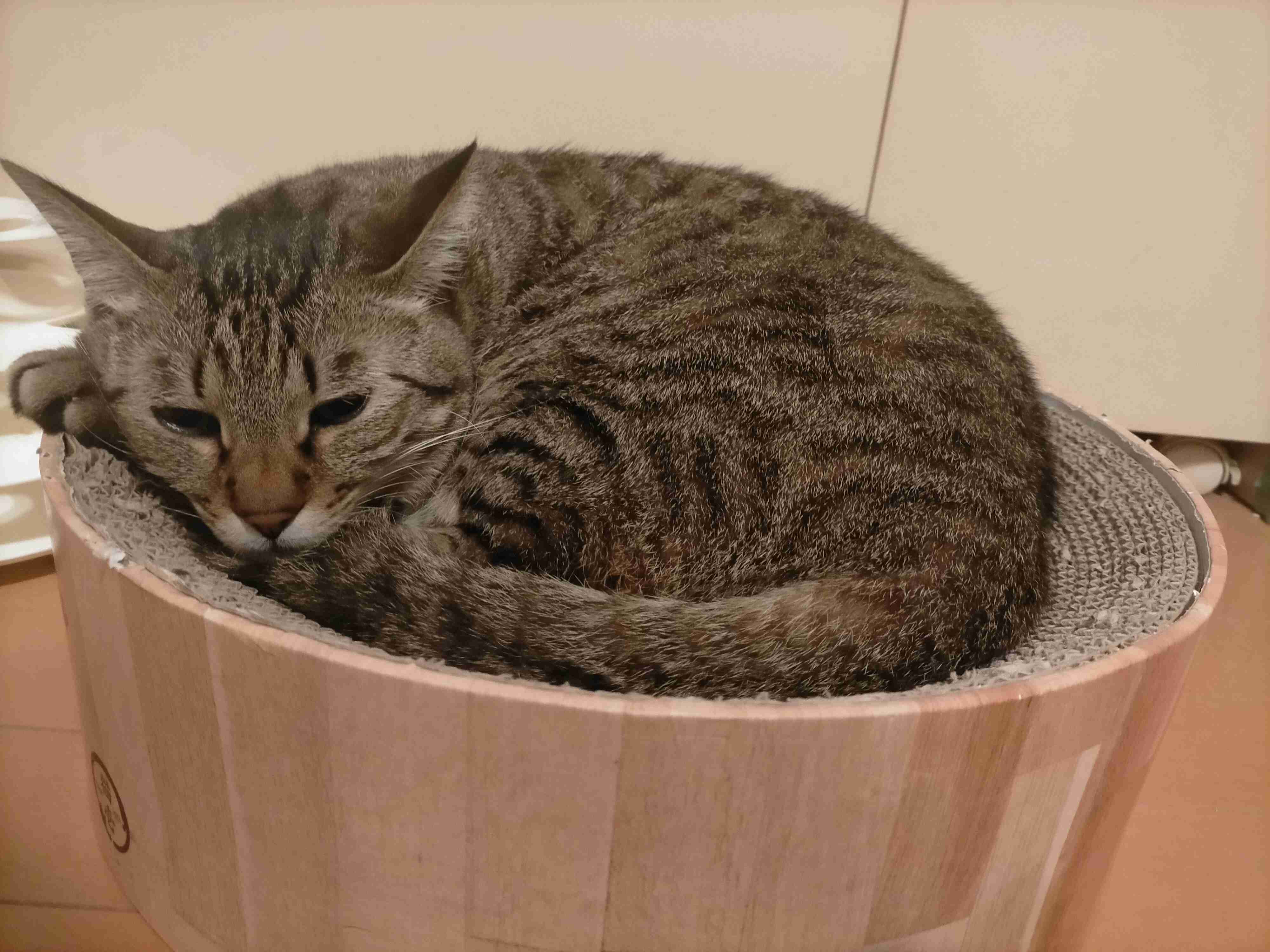 がるちゃん猫カフェ75号店開店しました♪(初めての方も大歓迎♪)