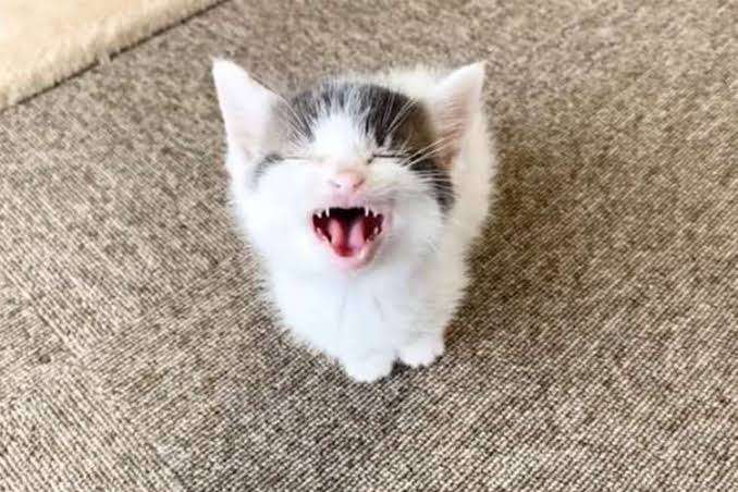 がるちゃん猫カフェ75号店開店しました♪(初めての方も大歓迎♪)