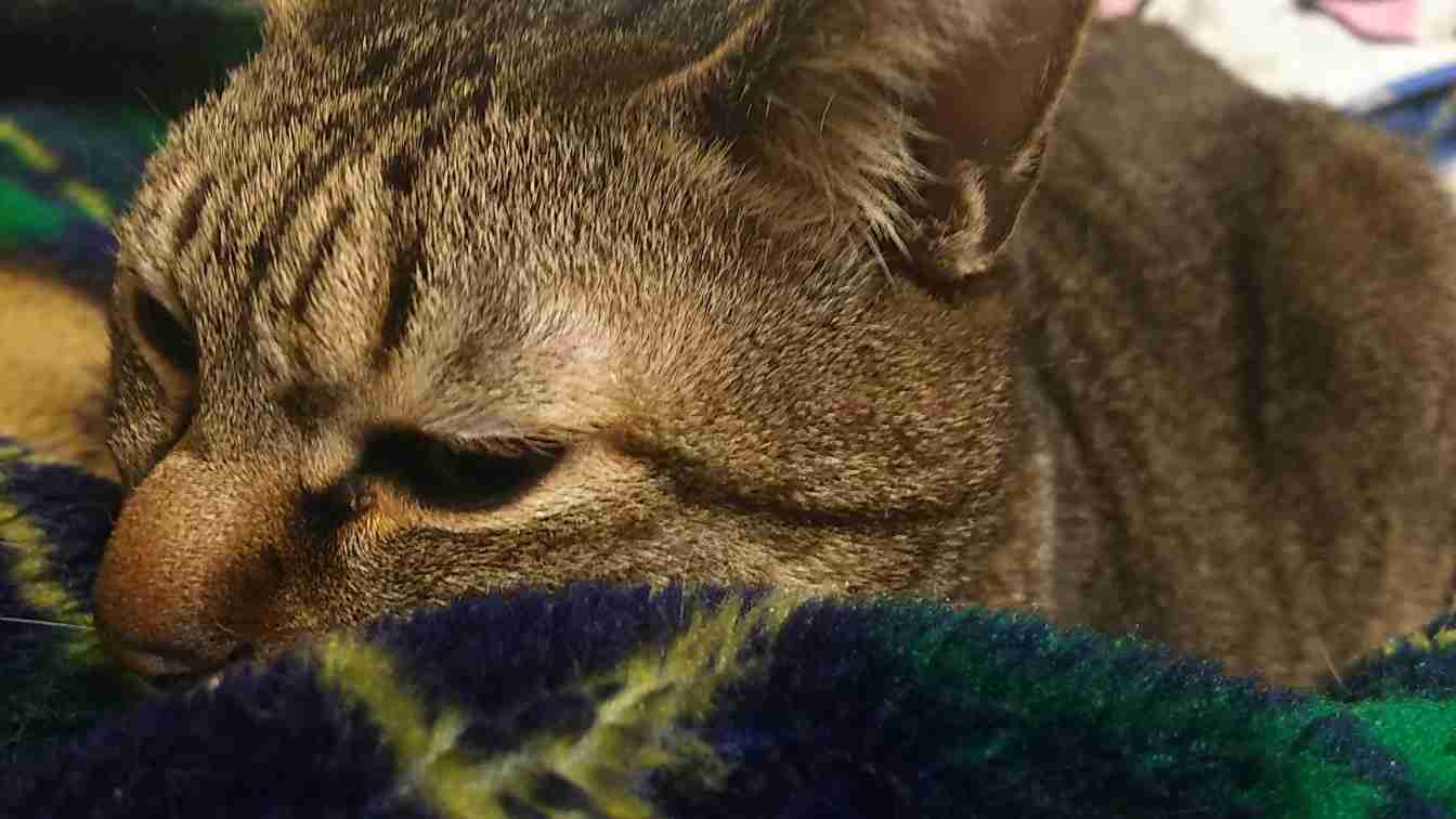 がるちゃん猫カフェ75号店開店しました♪(初めての方も大歓迎♪)