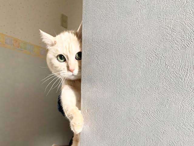 がるちゃん猫カフェ75号店開店しました♪(初めての方も大歓迎♪)