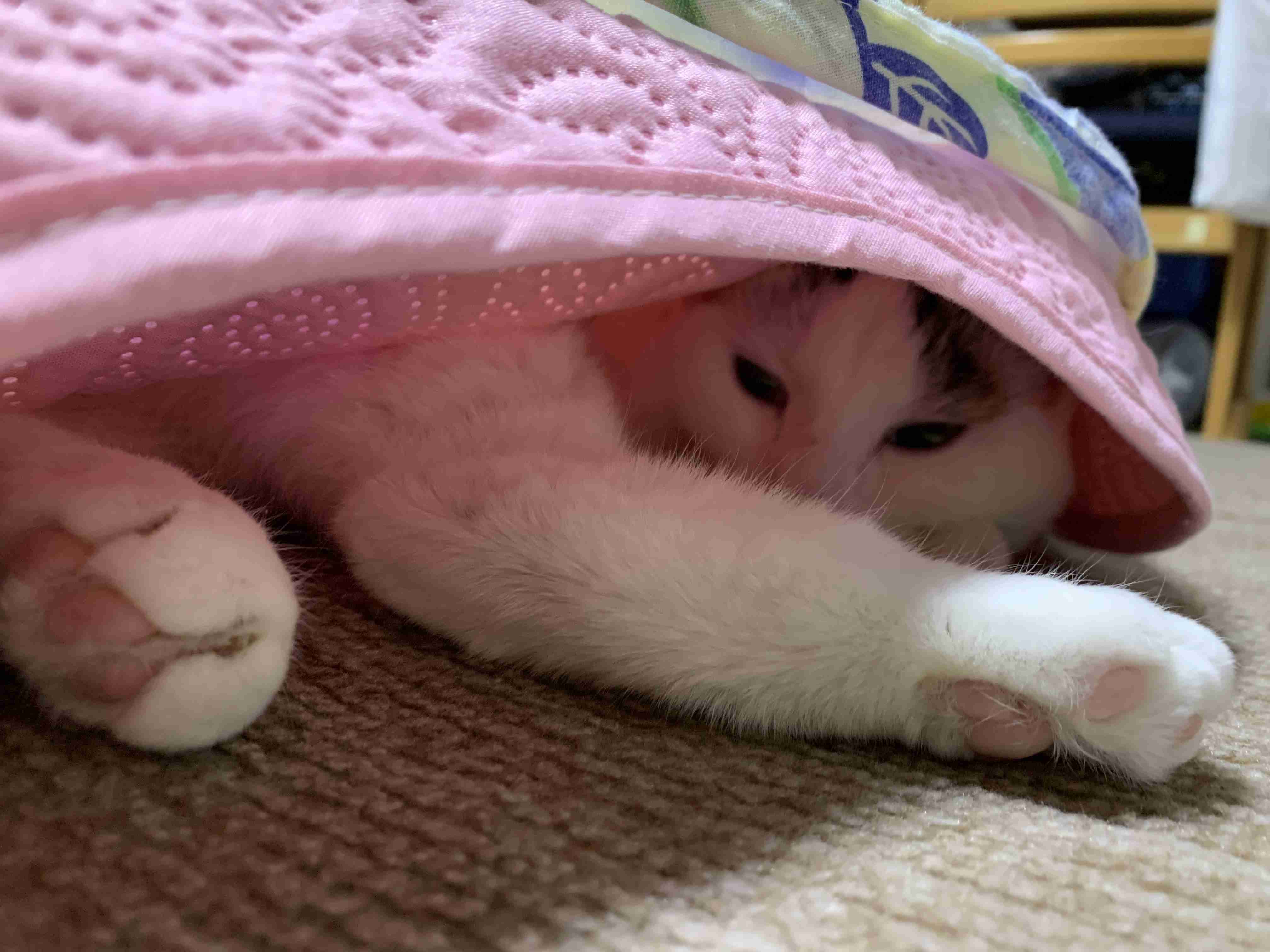 がるちゃん猫カフェ75号店開店しました♪(初めての方も大歓迎♪)