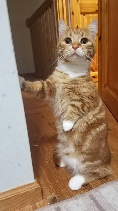 がるちゃん猫カフェ75号店開店しました♪(初めての方も大歓迎♪)