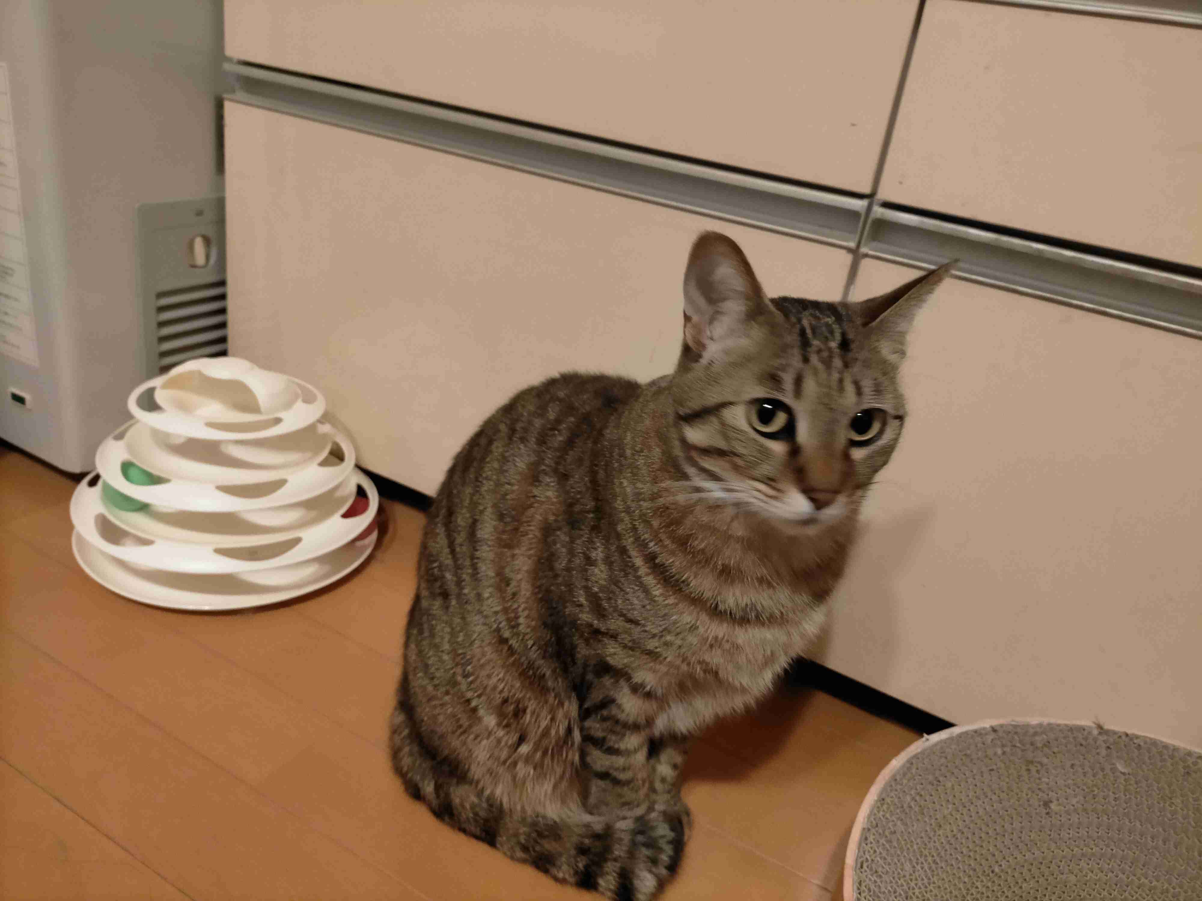 がるちゃん猫カフェ75号店開店しました♪(初めての方も大歓迎♪)